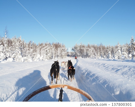 Dog sledding experience and winter scenery of the snowy forest in Rovaniemi, Finland Dog sledding experience and winter scenery of the snowy forest in Rovaniemi, Finland 137800301