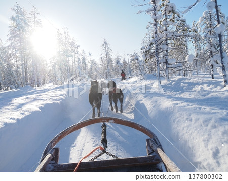 在芬蘭羅瓦涅米體驗狗拉雪橇，欣賞白雪皚皚的森林冬景。 137800302