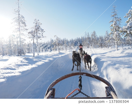 Dog sledding experience and winter scenery of the snowy forest in Rovaniemi, Finland Dog sledding experience and winter scenery of the snowy forest in Rovaniemi, Finland 137800304