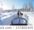 在芬蘭羅瓦涅米體驗狗拉雪橇，欣賞白雪皚皚的森林冬景。 137800305