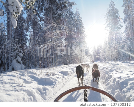 在芬蘭羅瓦涅米體驗狗拉雪橇，欣賞白雪皚皚的森林冬景。 137800312