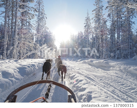 Dog sledding experience and winter scenery of the snowy forest in Rovaniemi, Finland Dog sledding experience and winter scenery of the snowy forest in Rovaniemi, Finland 137800315