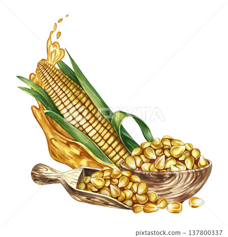 Corn oil. Hand-drawn watercolor illustration. Corn kernels in a wooden bowl, a splash of oil, and a corn cob. For labels and packaging, menus, banners, posters, and more. Corn oil. Hand-drawn watercolor illustration. Corn kernels in a wooden bowl, a splash of oil, and a corn cob. For labels and packaging, menus, banners, posters, and more. 137800337