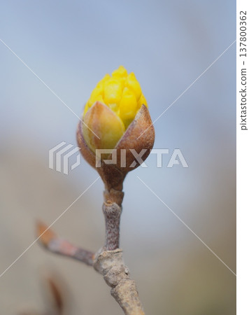 春金色的花蕾(afli20260227132909) 春金色的花蕾(afli20260227132909) 137800362