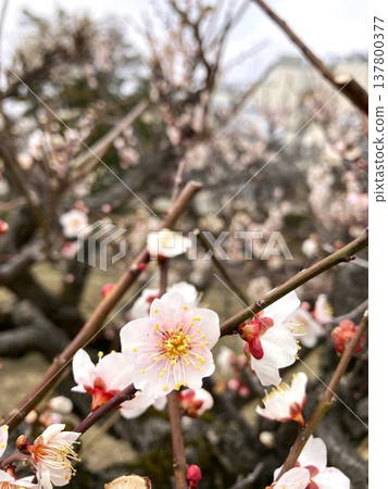 Plum blossoms that feel the arrival of spring Plum blossoms that feel the arrival of spring 137800377