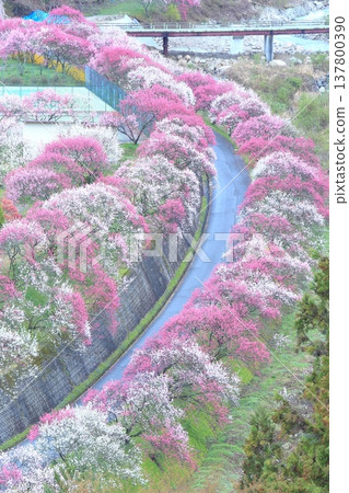 Hanamo no Sato Hanamo no Sato 137800390