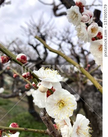 Plum blossoms stand out even on cloudy days Plum blossoms stand out even on cloudy days 137800579