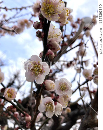 Plum blossoms that feel the arrival of spring Plum blossoms that feel the arrival of spring 137800580