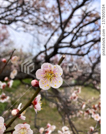 美麗的梅花 美麗的梅花 137800584