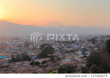 小田原市、蘇我梅林、從觀景台俯瞰梅林和富士山 小田原市、蘇我梅林、從觀景台俯瞰梅林和富士山 137800879