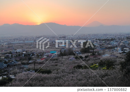 小田原市、蘇我梅林、從觀景台俯瞰梅林和富士山 小田原市、蘇我梅林、從觀景台俯瞰梅林和富士山 137800882