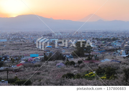 小田原市、蘇我梅林、從觀景台俯瞰梅林和富士山 小田原市、蘇我梅林、從觀景台俯瞰梅林和富士山 137800883