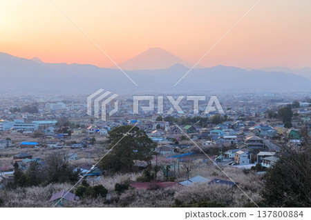 小田原市、蘇我梅林、從觀景台俯瞰梅林和富士山 小田原市、蘇我梅林、從觀景台俯瞰梅林和富士山 137800884