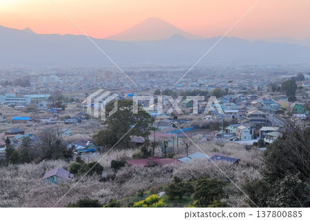 Odawara City, Soga Plum Grove, Plum Grove and Mt. Fuji from the observation deck Odawara City, Soga Plum Grove, Plum Grove and Mt. Fuji from the observation deck 137800885