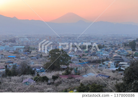 Odawara City, Soga Plum Grove, Plum Grove and Mt. Fuji from the observation deck 137800886