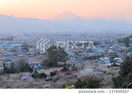 Odawara City, Soga Plum Grove, Plum Grove and Mt. Fuji from the observation deck Odawara City, Soga Plum Grove, Plum Grove and Mt. Fuji from the observation deck 137800887
