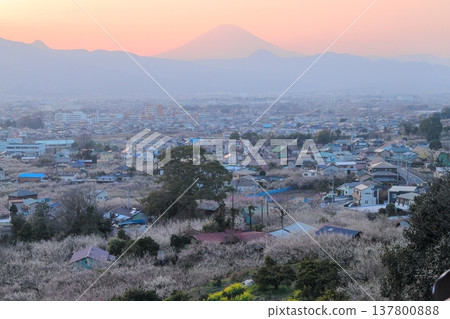 Odawara City, Soga Plum Grove, Plum Grove and Mt. Fuji from the observation deck 137800888