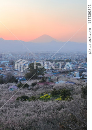 小田原市、蘇我梅林、從觀景台俯瞰梅林和富士山 137800891