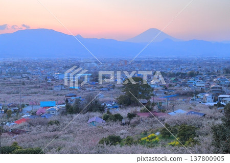 小田原市、蘇我梅林、從觀景台俯瞰梅林和富士山 小田原市、蘇我梅林、從觀景台俯瞰梅林和富士山 137800905