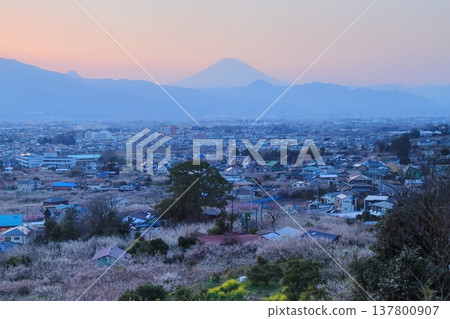 小田原市、蘇我梅林、從觀景台俯瞰梅林和富士山 137800907