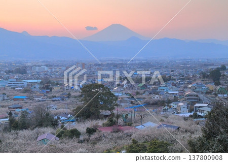 小田原市、蘇我梅林、從觀景台俯瞰梅林和富士山 137800908