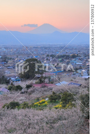 小田原市、蘇我梅林、從觀景台俯瞰梅林和富士山 137800912