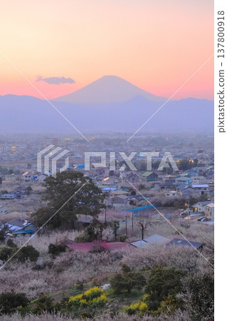 小田原市、蘇我梅林、從觀景台俯瞰梅林和富士山 小田原市、蘇我梅林、從觀景台俯瞰梅林和富士山 137800918
