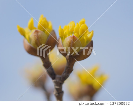 春金色的花蕾（afli20260227133200） 137800952