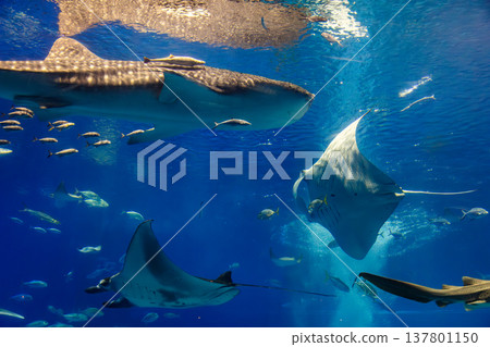 巨大的鯨鯊帶領著共生魚群在湛藍深水中優雅穿梭 巨大的鯨鯊帶領著共生魚群在湛藍深水中優雅穿梭 137801150