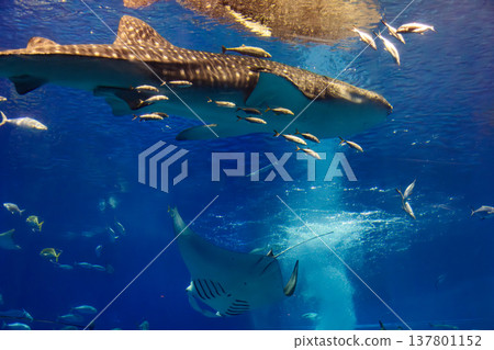 巨大的鯨鯊帶領著共生魚群在湛藍深水中優雅穿梭 巨大的鯨鯊帶領著共生魚群在湛藍深水中優雅穿梭 137801152