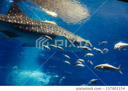 A giant whale shark leads a school of symbiotic fish through the deep blue waters with graceful movements. 137801154