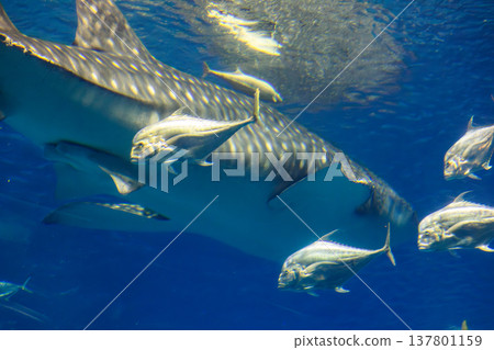 A giant whale shark leads a school of symbiotic fish through the deep blue waters with graceful movements. 137801159