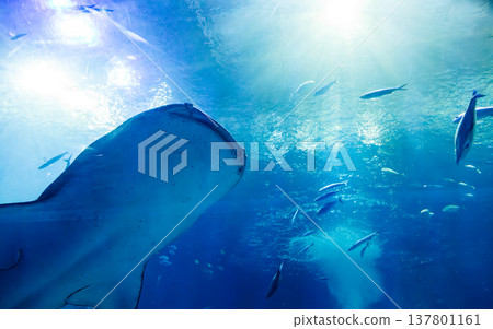 巨大的鯨鯊帶領著共生魚群在湛藍深水中優雅穿梭 137801161