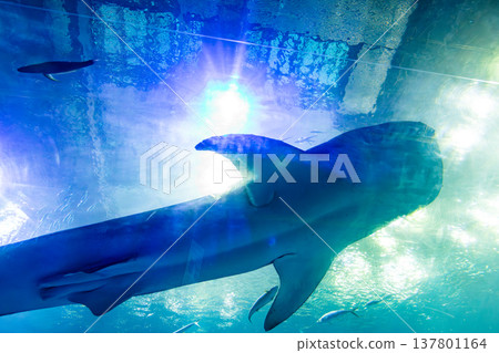 A giant whale shark leads a school of symbiotic fish through the deep blue waters with graceful movements. A giant whale shark leads a school of symbiotic fish through the deep blue waters with graceful movements. 137801164