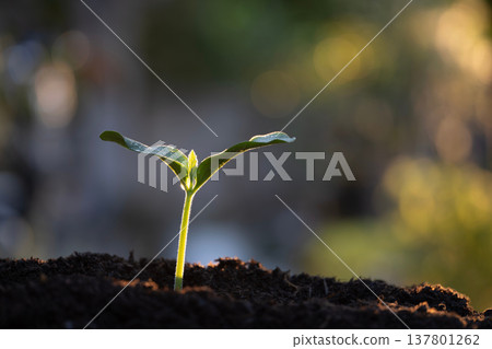 home growth vegetable sprout under dramatic light sun ray 137801262