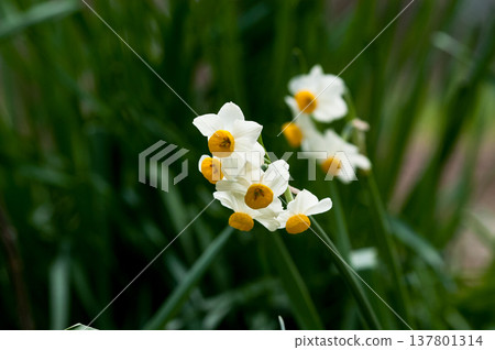 Narcissus 137801314