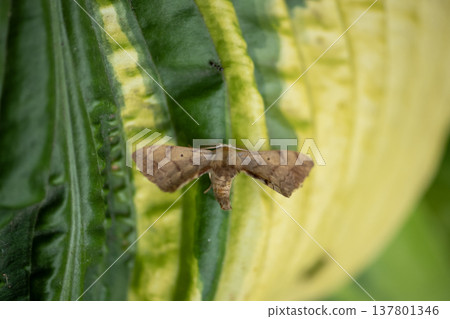 假鉤齒爪 137801346