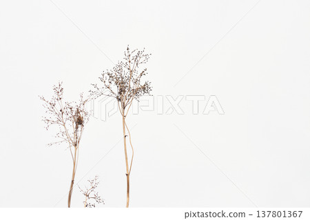 Dry wild grass stalks isolated on white background. Minimalist nature photography of autumn plant. Simple botanical decor element for neutral design concept and artistic background. Dry wild grass stalks isolated on white background. Minimalist nature photography of autumn plant. Simple botanical decor element for neutral design concept and artistic background. 137801367