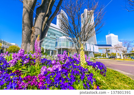 日本橫濱城市景觀，3月15日。櫻木町站（空中客艙）、Hulic Minatomirai和鮮花的景色。 137801391