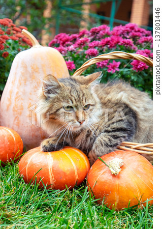 A funny kitten sits in a basket in the garden next to pumpkins and flowers 137801446