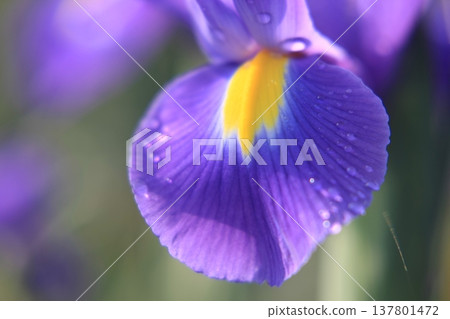 Macro photograph of a water droplet on a blue flower petal. Macro photograph of a water droplet on a blue flower petal. 137801472