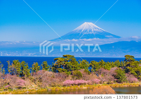 (靜岡縣)富士山位於西伊豆的伊田市對面,與伊田隔海相望,那裡河津櫻花正在盛開。 (靜岡縣)富士山位於西伊豆的伊田市對面,與伊田隔海相望,那裡河津櫻花正在盛開。 137801573