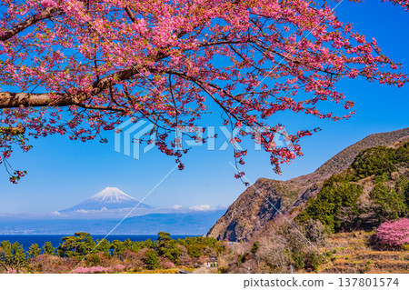 （靜岡縣）富士山位於西伊豆的伊田市對面，與伊田隔海相望，那裡河津櫻花正在盛開。 137801574
