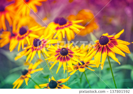 Flowering Rudbeckia hirta (Black-eyed Susan) flowers in the garden in summer. Nature background Flowering Rudbeckia hirta (Black-eyed Susan) flowers in the garden in summer. Nature background 137801592