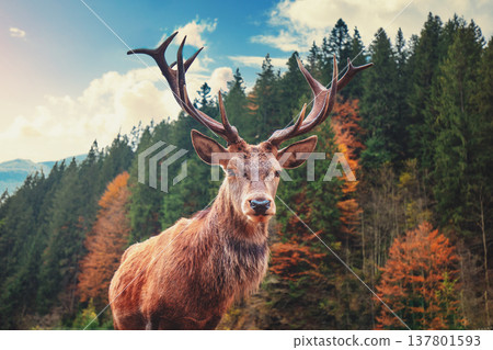Portrait of a deer in a mountain forest on a sunny day Portrait of a deer in a mountain forest on a sunny day 137801593