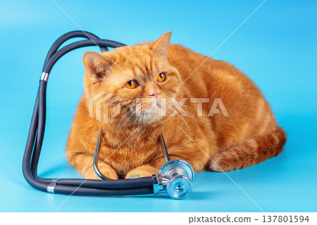 Ginger British shorthair cat with phonendoscope lying on a blue background. Medical concept 137801594