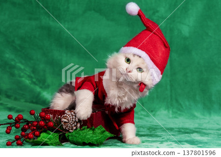 Funny little kitten in a red Santa hat and jacket sits in a gift box on a soft green blanket. Christmas concept Funny little kitten in a red Santa hat and jacket sits in a gift box on a soft green blanket. Christmas concept 137801596