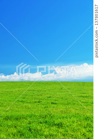 北海道夏日藍天與清新綠草甸風光 137801617