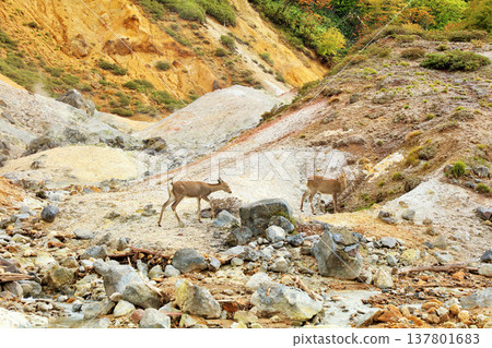 Deer in Jigokudani, Noboribetsu, Hokkaido Deer in Jigokudani, Noboribetsu, Hokkaido 137801683