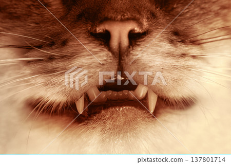 Full frame of macro portrait of cat's face. Nose, mouth, and teeth Full frame of macro portrait of cat's face. Nose, mouth, and teeth 137801714